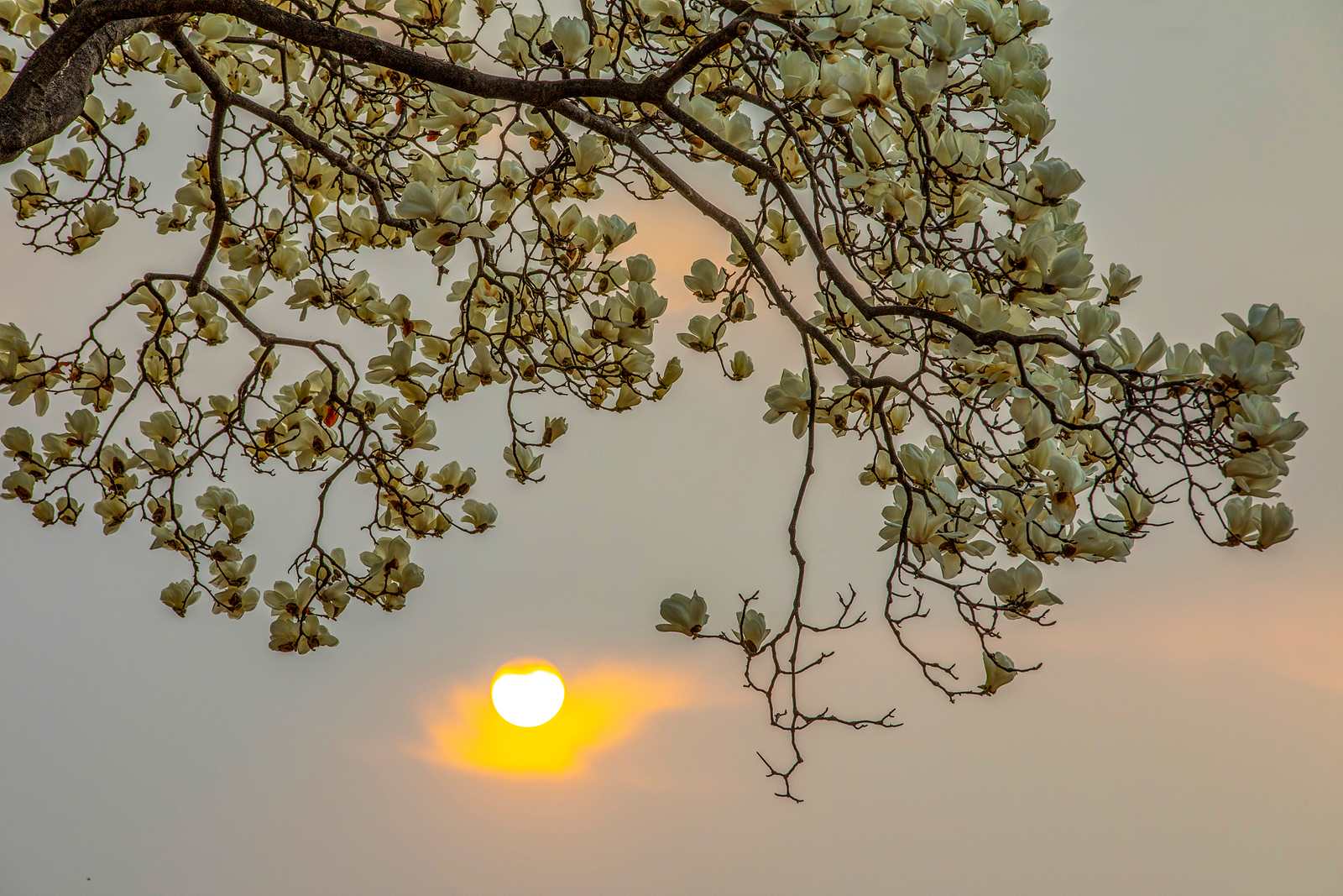 목련-1312 복사.jpg