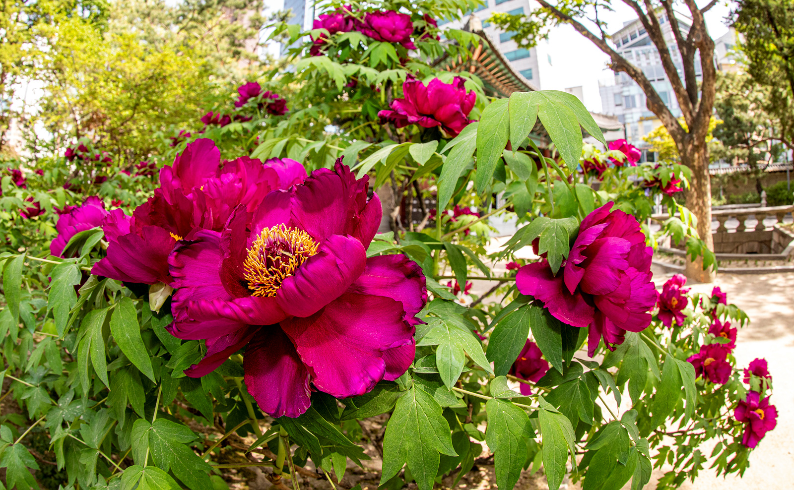 덕수궁모란-2281 복사.jpg