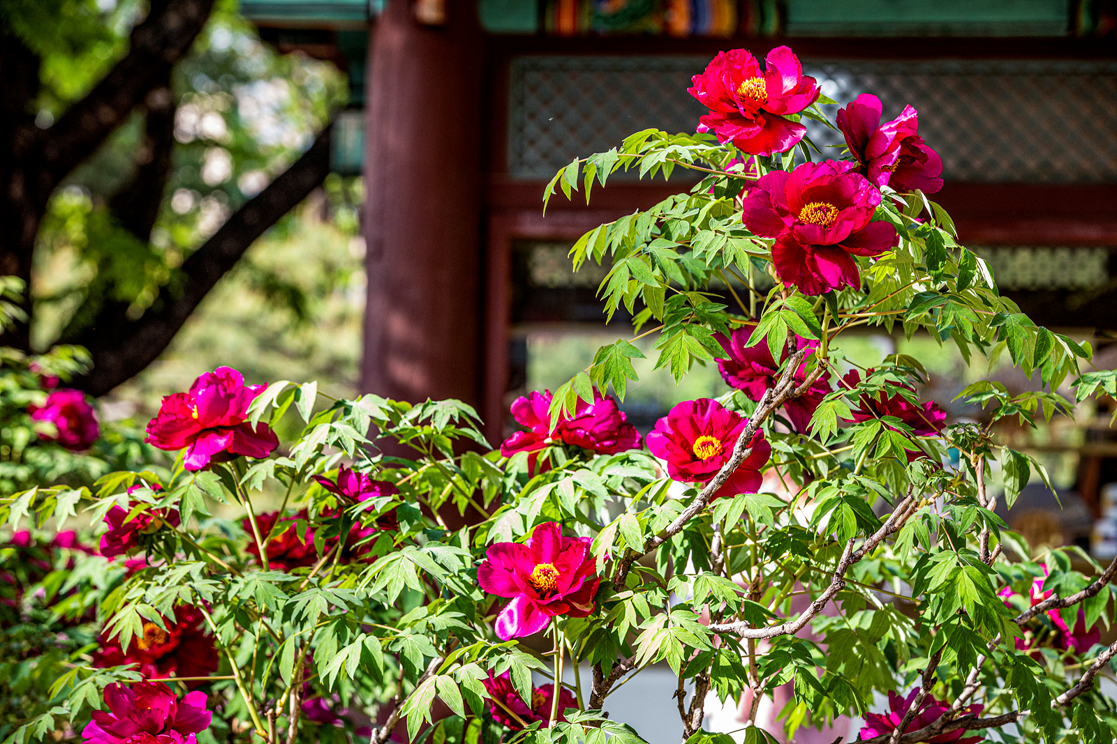 덕수궁모란-2736 복사.jpg