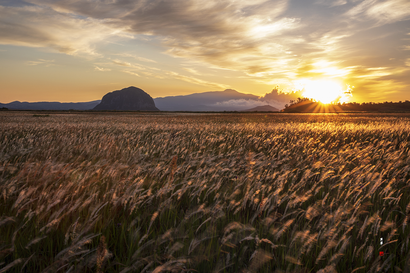 20220531 알뜨르삘기2.jpg