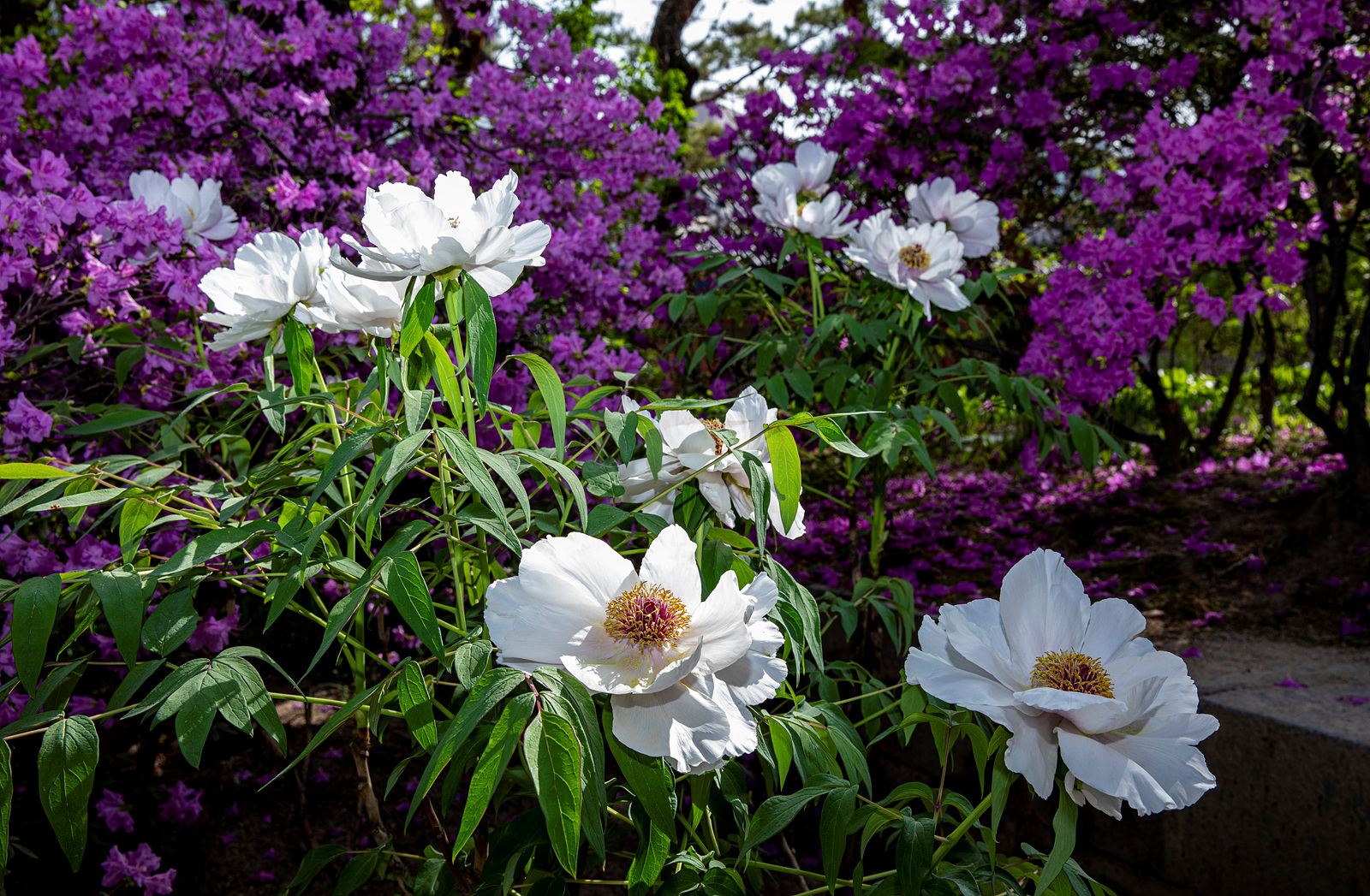 덕수궁모란-2564 복사.jpg